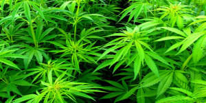 marijuana pot plants