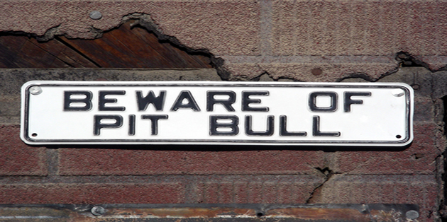 pit bull beware