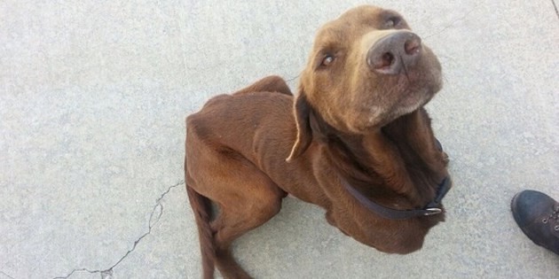 browning the dog
