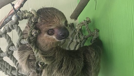 New-WA-Sloth