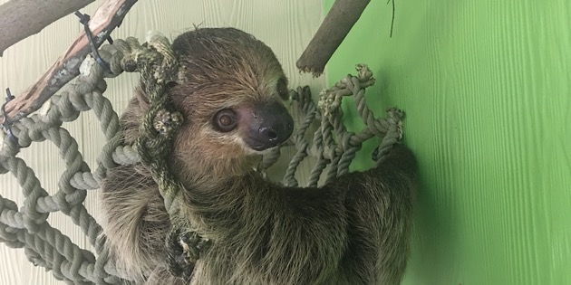 New-WA-Sloth
