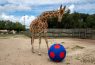 Giraffe inspecting blue and red soccer ball